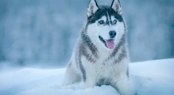 Piękny husky z niebieskimi oczami siedzi w śniegu. Czy potrafisz rozwiązać tę zagadkę o psie?